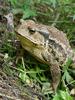 Korean Common Toad (Bufo bufo gargarizans)