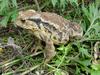 Korean Common Toad (Bufo bufo gargarizans)