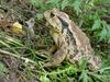 Korean Common Toad (Bufo bufo gargarizans)