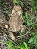 Korean Common Toad (Bufo bufo gargarizans)