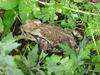 Korean Common Toad (Bufo bufo gargarizans)