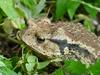 Korean Common Toad (Bufo bufo gargarizans)