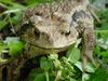 Korean Common Toad (Bufo bufo gargarizans)