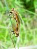 Chinese King Robber Fly (Cophinopoda chinensis)  : mating robber flies