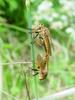 Chinese King Robber Fly (Cophinopoda chinensis)  : mating robber flies