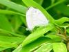 Gray-veined white butterfly (Pieris melete) : mating butterflies