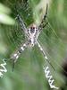 Far Eastern black-and-yellow garden spider (Argiope amoena)