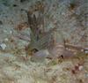 Goldblotch Grouper