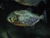 Red-bellied Piranha (Pygocentrus nattereri)