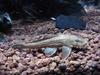 Unknown catfish