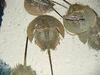 투구게 Limulus polyphemus (Horseshoe Crab)