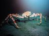 대게 (Giant Spider Crab)