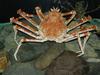 대게 (Giant Spider Crab)