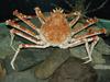 대게 (Giant Spider Crab)