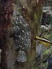 팬더그루퍼 (Panther Grouper, Cromileptes altivelis)?