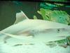 흑기흉상어 (Blacktip Reef Shark, Carcharhinus melanopterus)