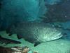 바리 종류 (Big grouper)