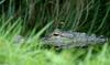 Misc. Critters - American alligator 1.jpg - gator (Alligator mississippiensis)