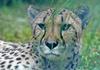 Misc. Critters - Cheetah.JPG