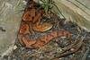 Misc. Critters - copperhead2.jpg