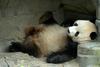 Misc. Critters - Giant Panda.JPG