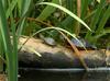 ...ipta elegans) and Eastern Painted Turtle (Chrysemys picta picta)002.JPG