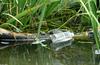 Misc. Critters - litter.jpg (turtles)