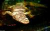 Small American Alligator Flood - Alligator mississippiensis - Albino0001.jpg