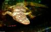 Small American Alligator Flood - Alligator mississippiensis - Albino0001.jpg