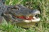 Small American Alligator Flood - American Alligator sm.jpg