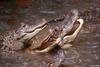 Small American Alligator Flood - American alligator0501.jpg