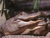 Small American Alligator Flood - American Alligators0505.jpg