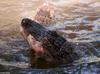 Small American Alligator Flood - American alligator0015.jpg