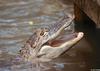 Small American Alligator Flood - American alligator0028.jpg