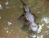 Small American Alligator Flood - American alligator0021.jpg - gator (Alligator mississippiensis)