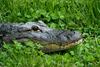 ...Small American Alligator Flood - American alligator274 sm.jpg - gator (Alligator mississippiensi