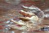 Small American Alligator Flood - Arkansas Alligators101.jpg