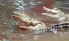 Small American Alligator Flood - Arkansas Alligators102.jpg