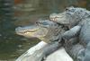 Small American Alligator Flood - Arkansas alligators030.jpg