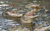 Small American Alligator Flood - Arkansas gators012.jpg