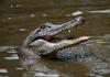 Small American Alligator Flood - Arkansas alligators021.jpg