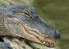 Small American Alligator Flood - Arkansas alligators028.jpg