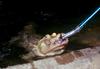 Small American Alligator Flood - albino American alligator9895.jpg