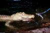 Small American Alligator Flood - albino American alligator9899.jpg