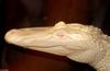 Small American Alligator Flood - albino gator005.jpg - gator (Alligator mississippiensis)