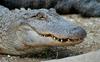 Small American Alligator Flood - Arkansas gators002.jpg