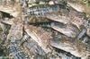 Small American Alligator Flood - gator03.jpg