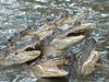 Small American Alligator Flood - Arkansas gators011.jpg