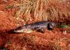 Small American Alligator Flood - nov gator1.jpg