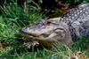 Small American Alligator Flood - american alligator004.jpg